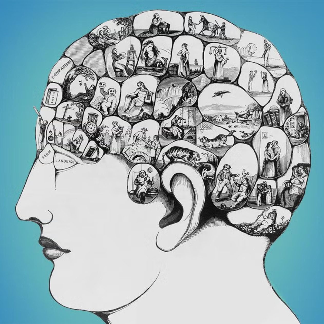 A nineteenth-century phrenological head diagram